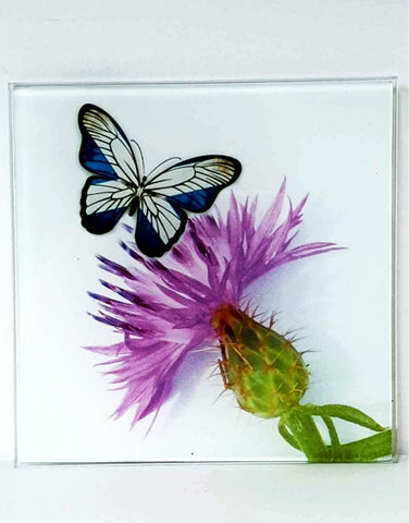 Glass Coaster - BUTTERFLY THISTLE