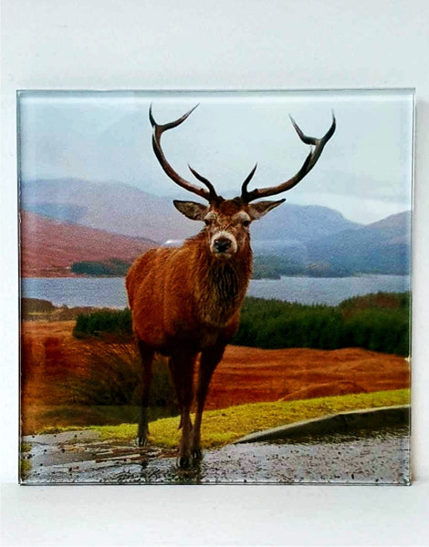 Glass Coaster - STAG