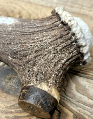 Cairngorm Red Deer Antler - Bottle Opener