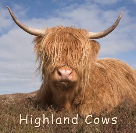 Highland Cows - Photograph Book